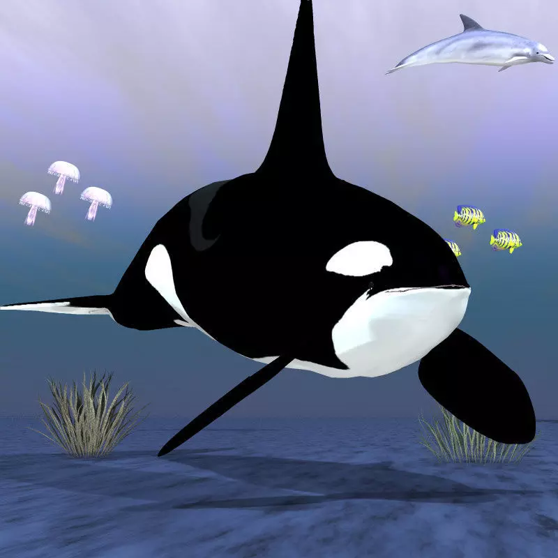 Killer Whale Male Studio Max 3D model_0