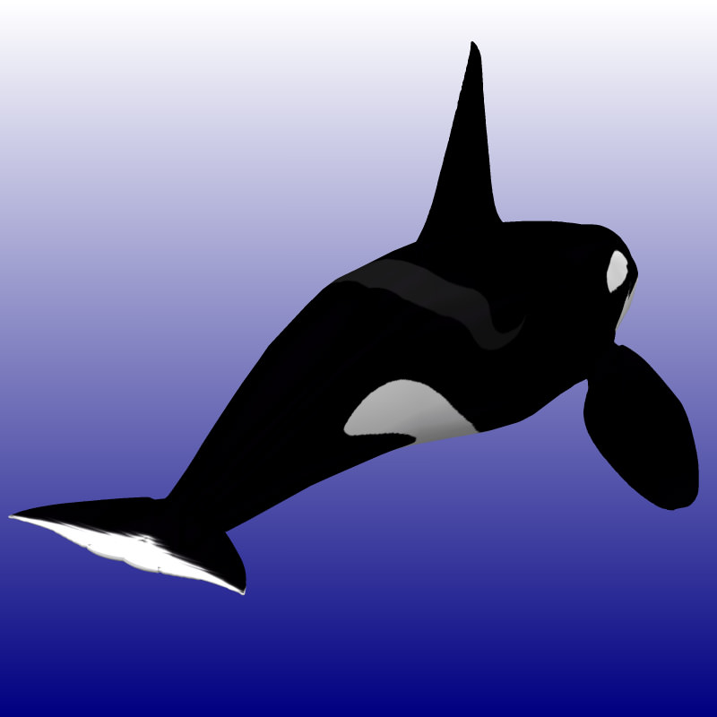 Killer Whale Male Studio Max 3D model_3