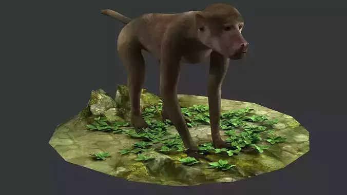 wildlife safari mammal zoo nature african wild baboon