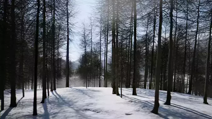 Winter Forest Sunset Scene