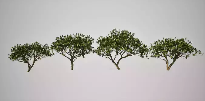Tournefortia 3D Models Low-Poly Tree Low-poly 3D model