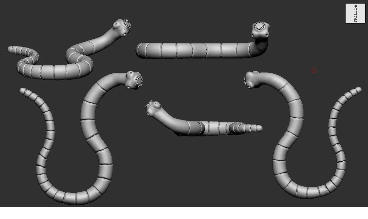 Taenia 3D print model