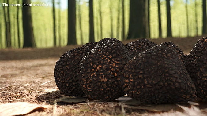 Black Truffle 3D model 3