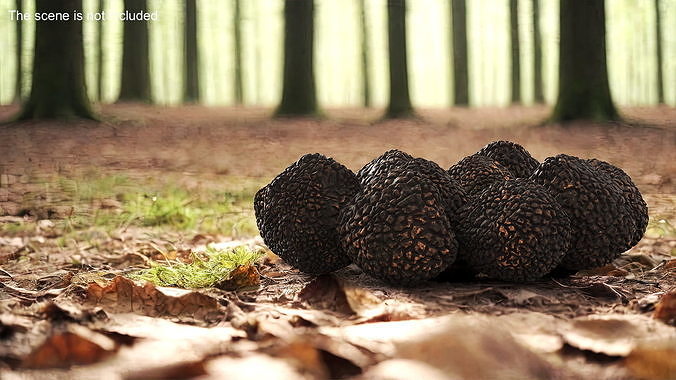 Black Truffle 3D model 2