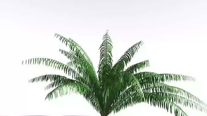 EVERYPlant Seashore Palm 2 --12 Models-- 3D model