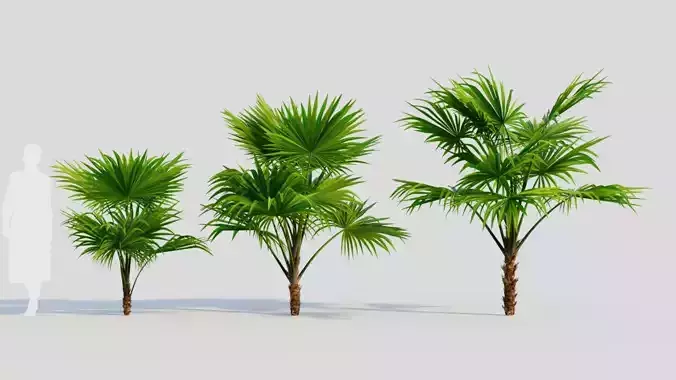 Chuniophoenix hainanensis a