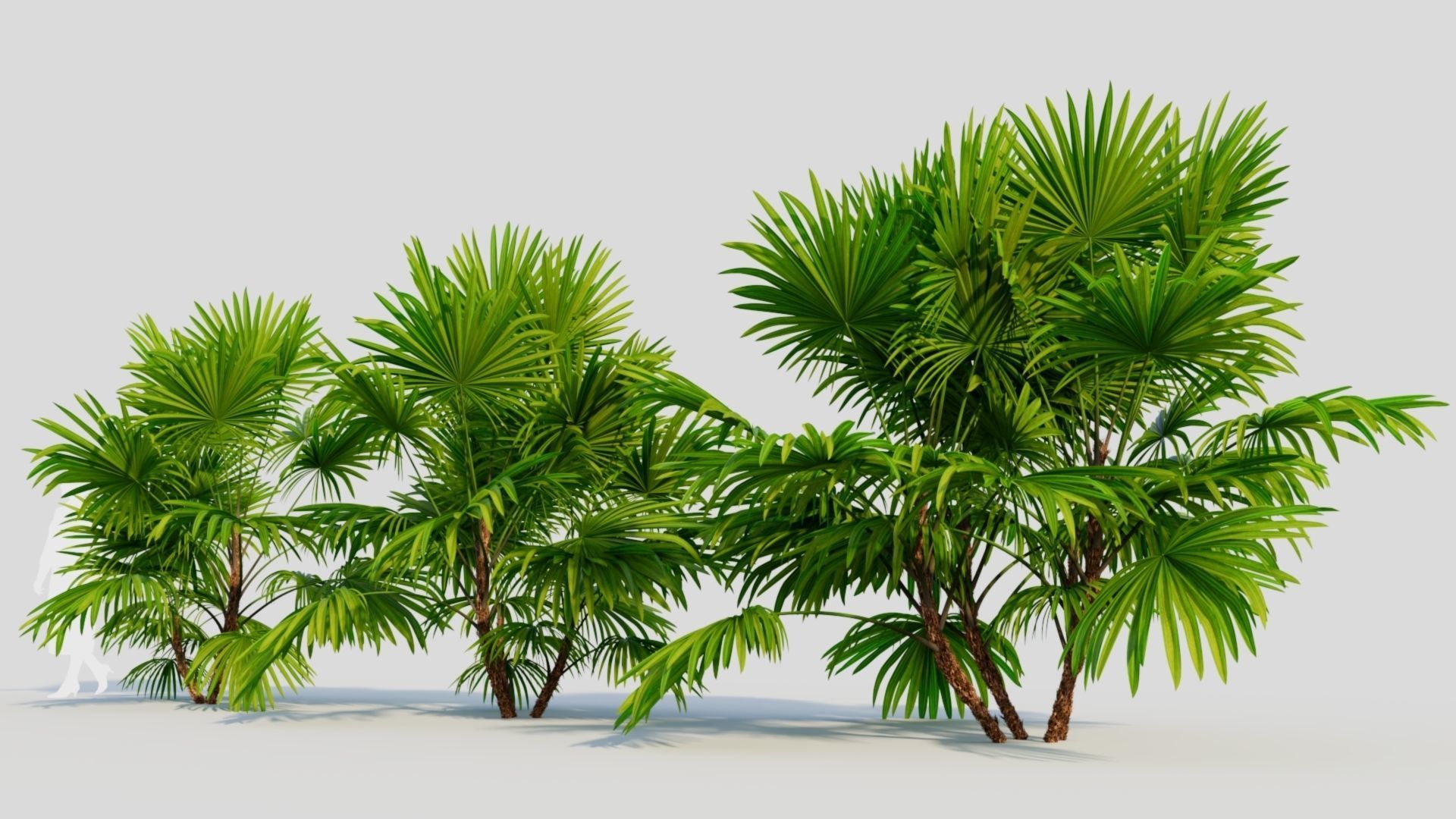 Chuniophoenix hainanensis b 3D model_1