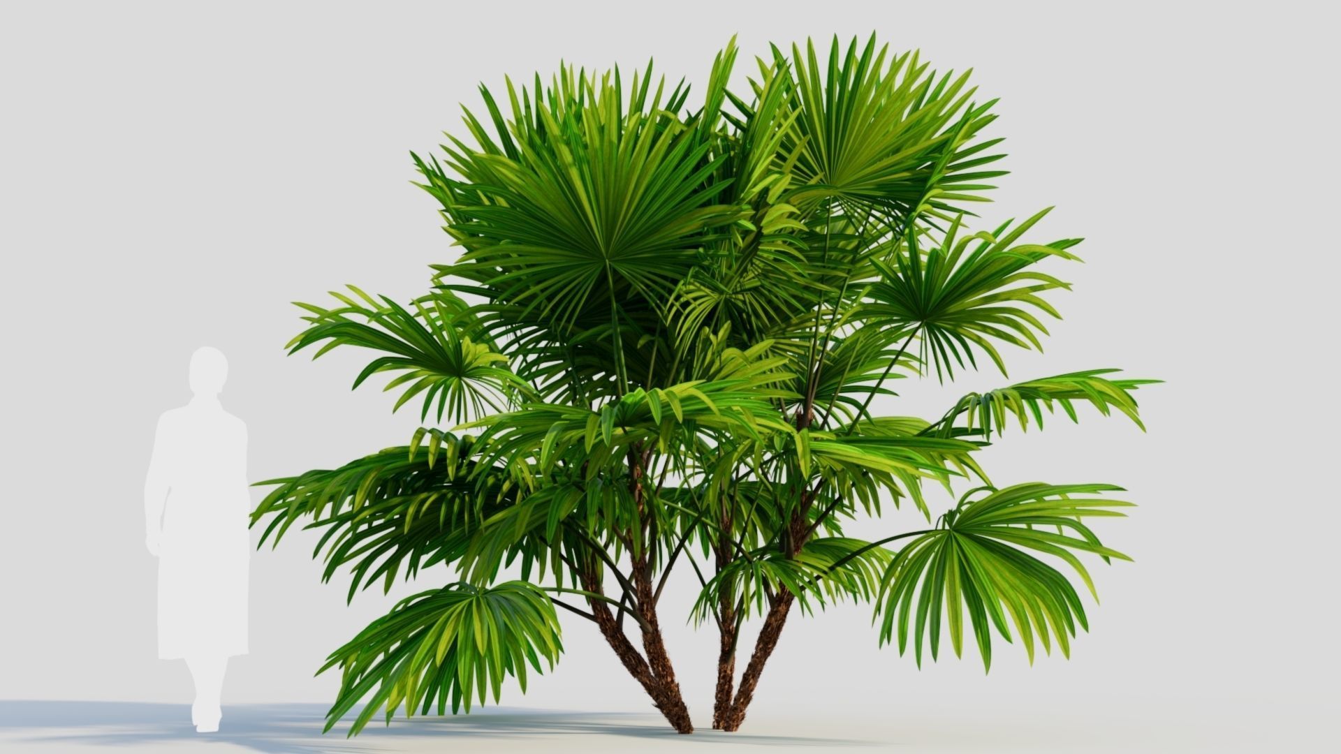 Chuniophoenix hainanensis b 3D model_7