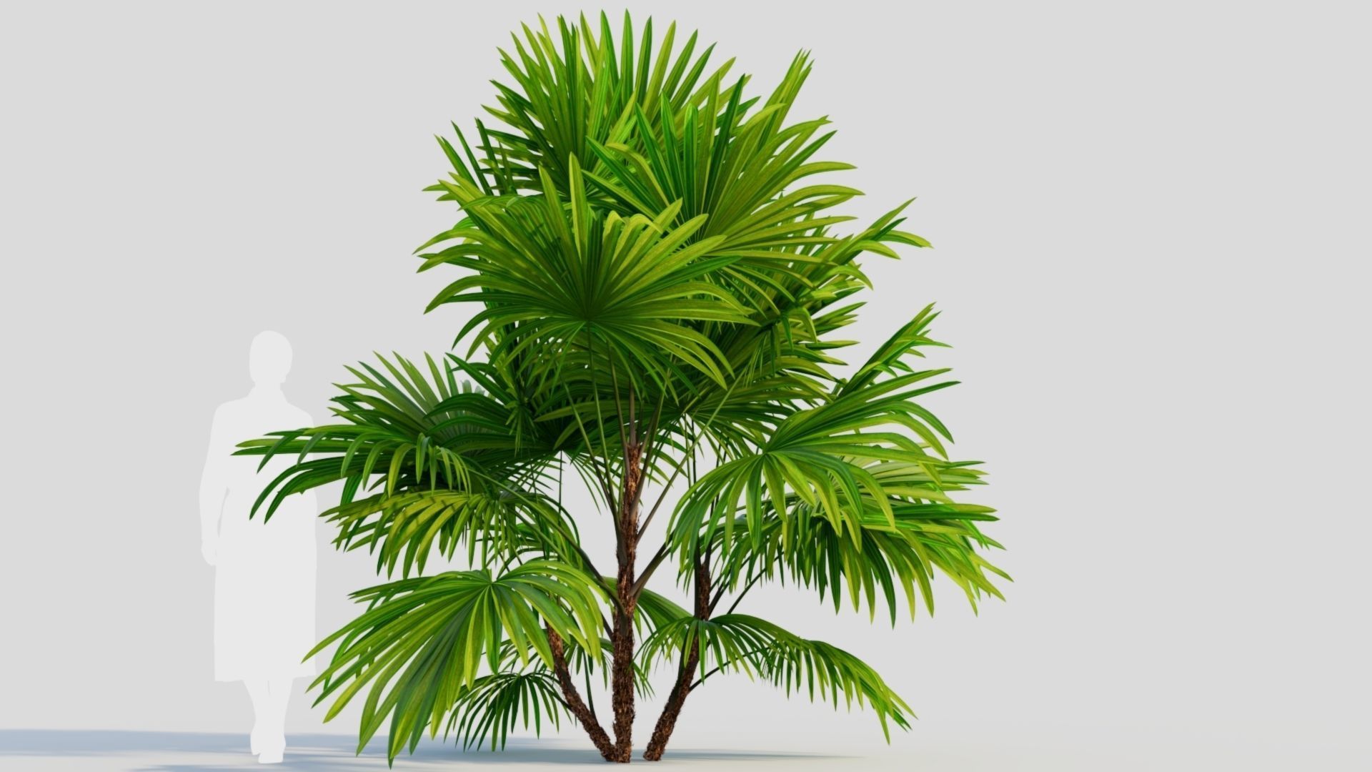 Chuniophoenix hainanensis b 3D model_6