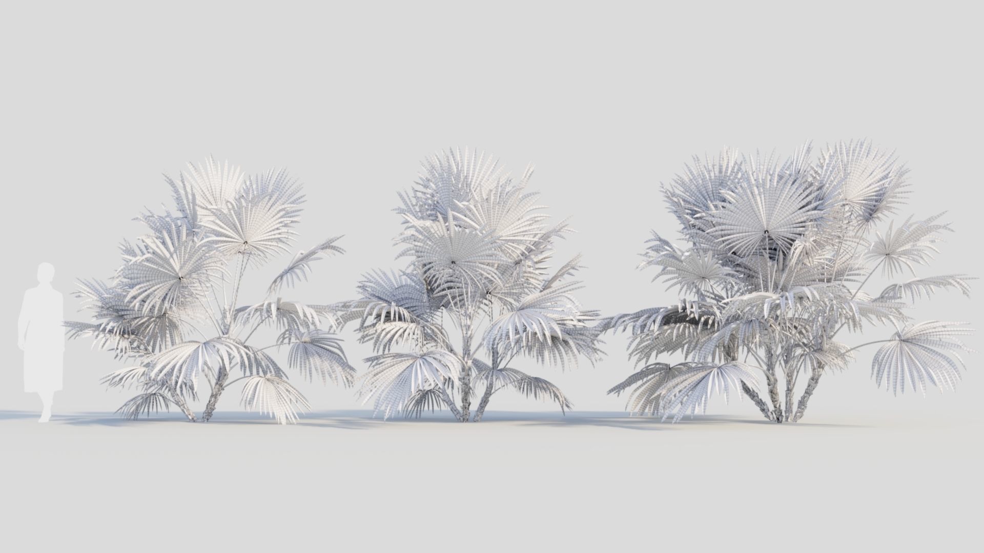 Chuniophoenix hainanensis b 3D model_8