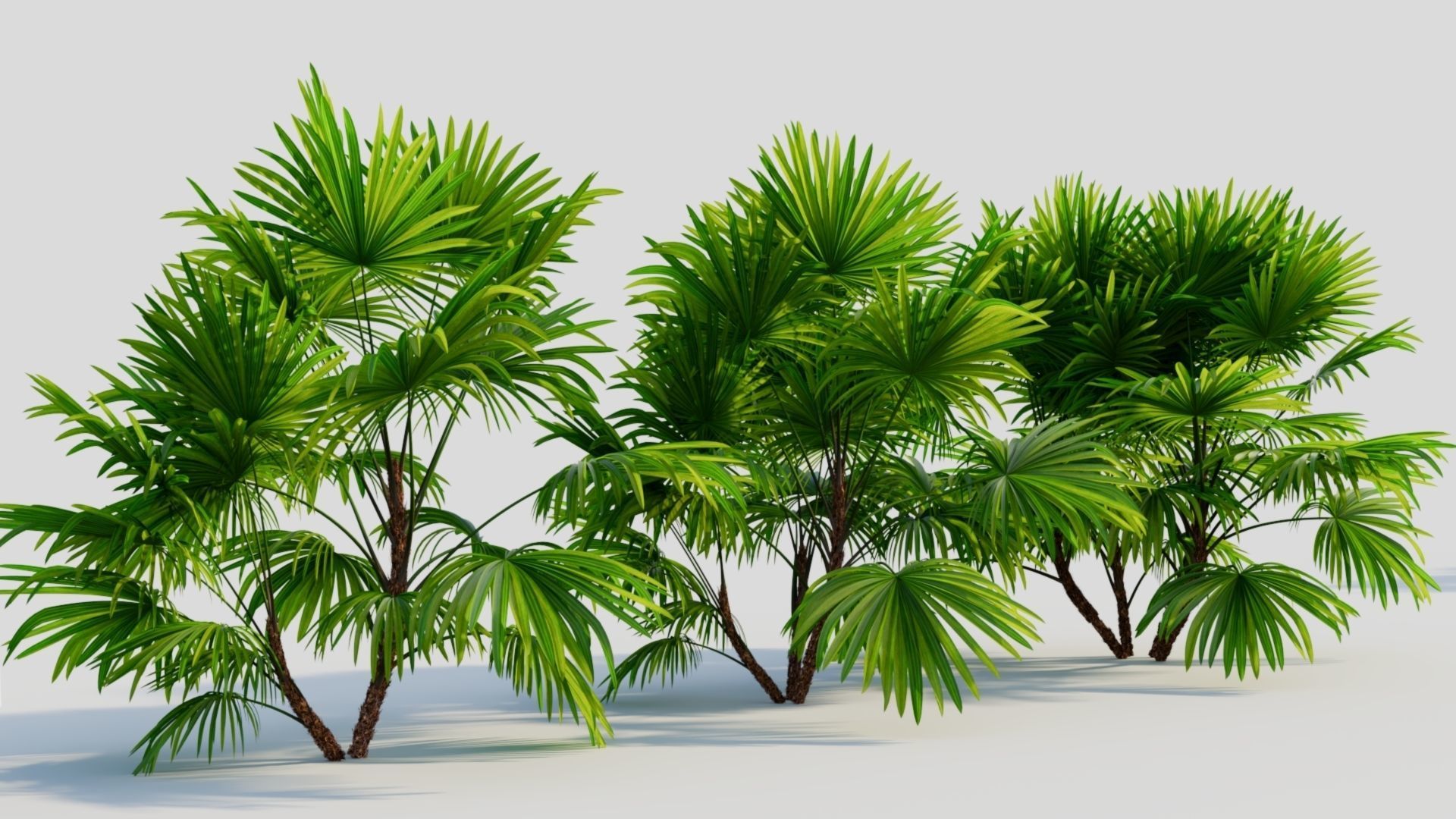 Chuniophoenix hainanensis b 3D model_3