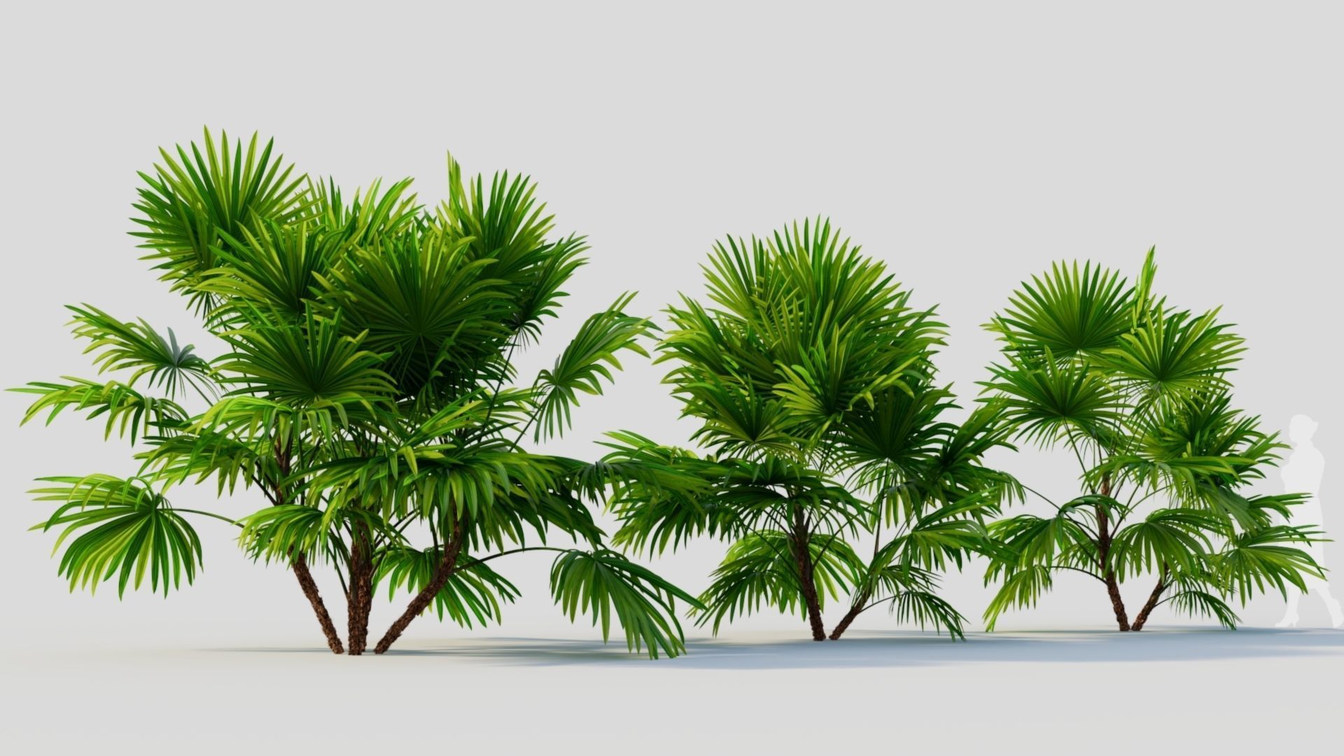 Chuniophoenix hainanensis b 3D model_4