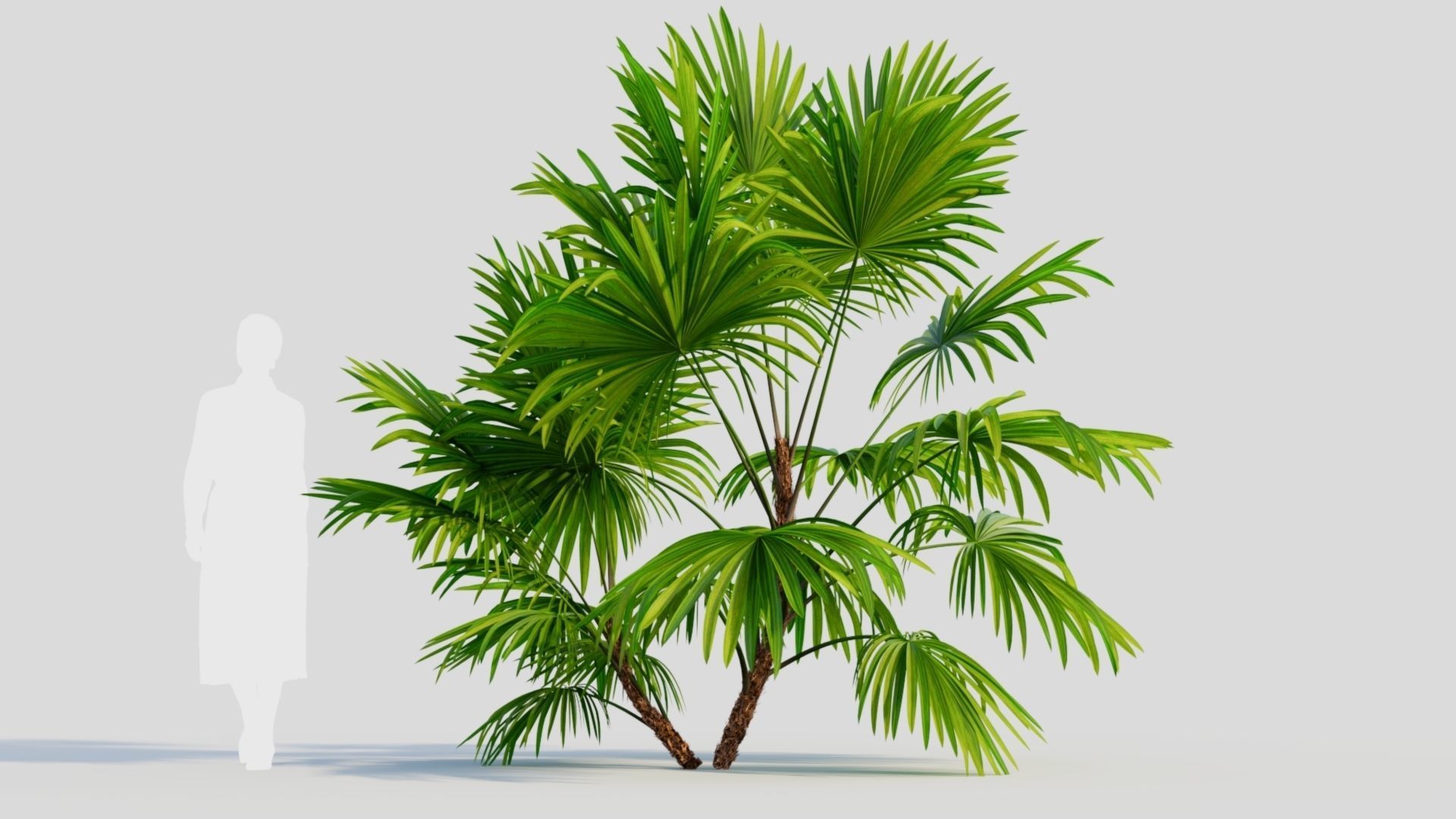 Chuniophoenix hainanensis b 3D model_5