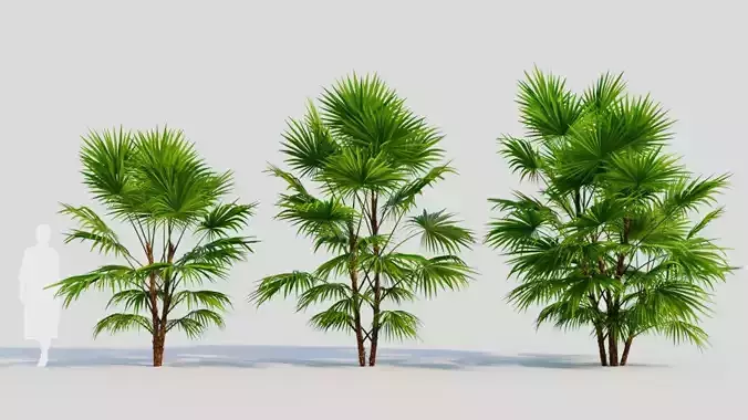 Chuniophoenix hainanensis c