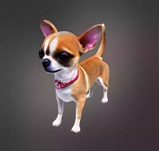 Chihuahua