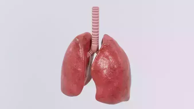 Lungs anatomy 3D with windpipe trachea 2024