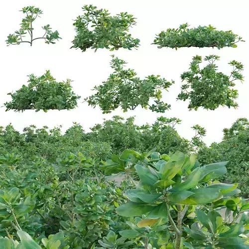 Scaevola taccada - beach naupaka