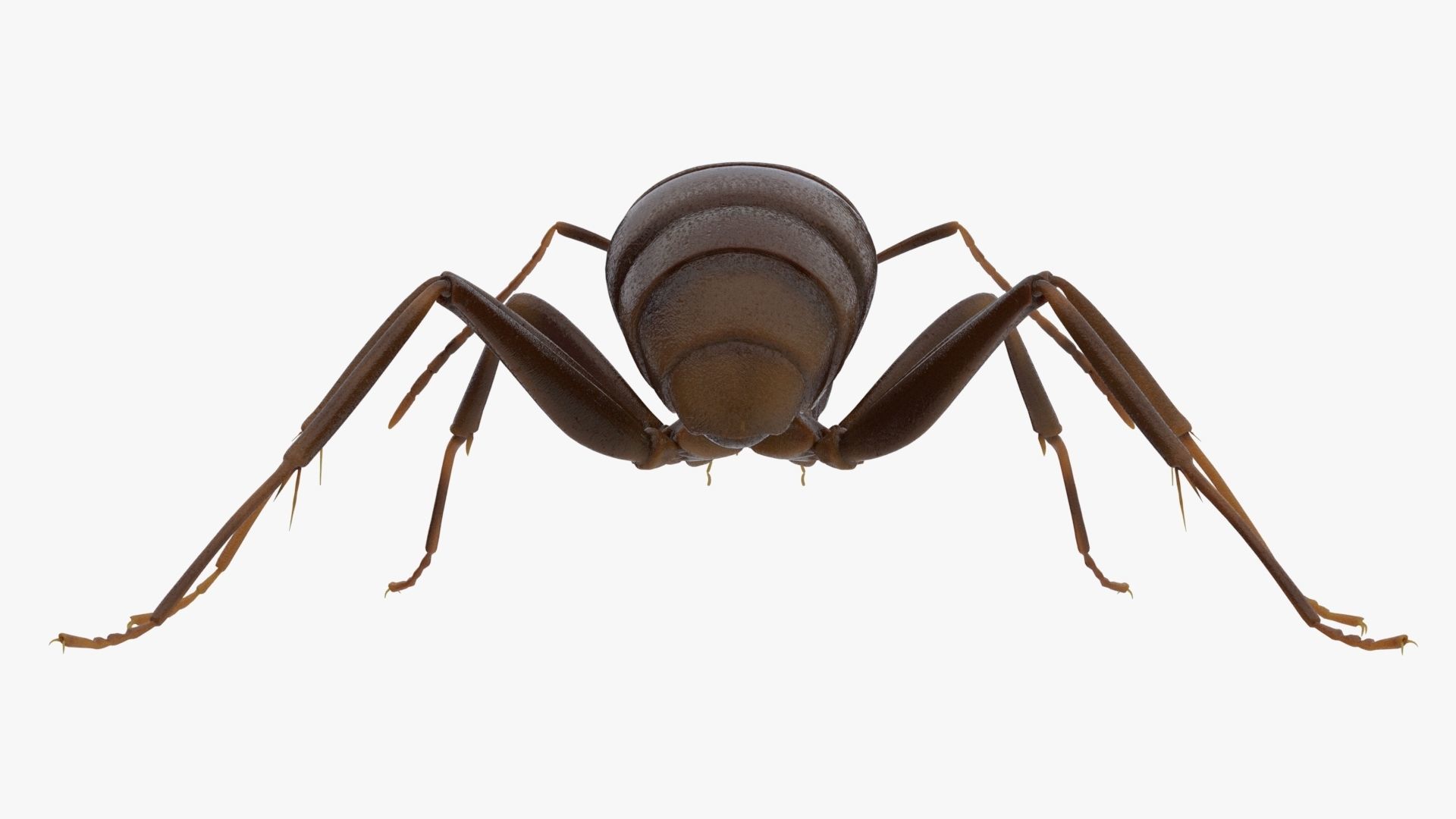 4K Ant Low-poly 3D model_5