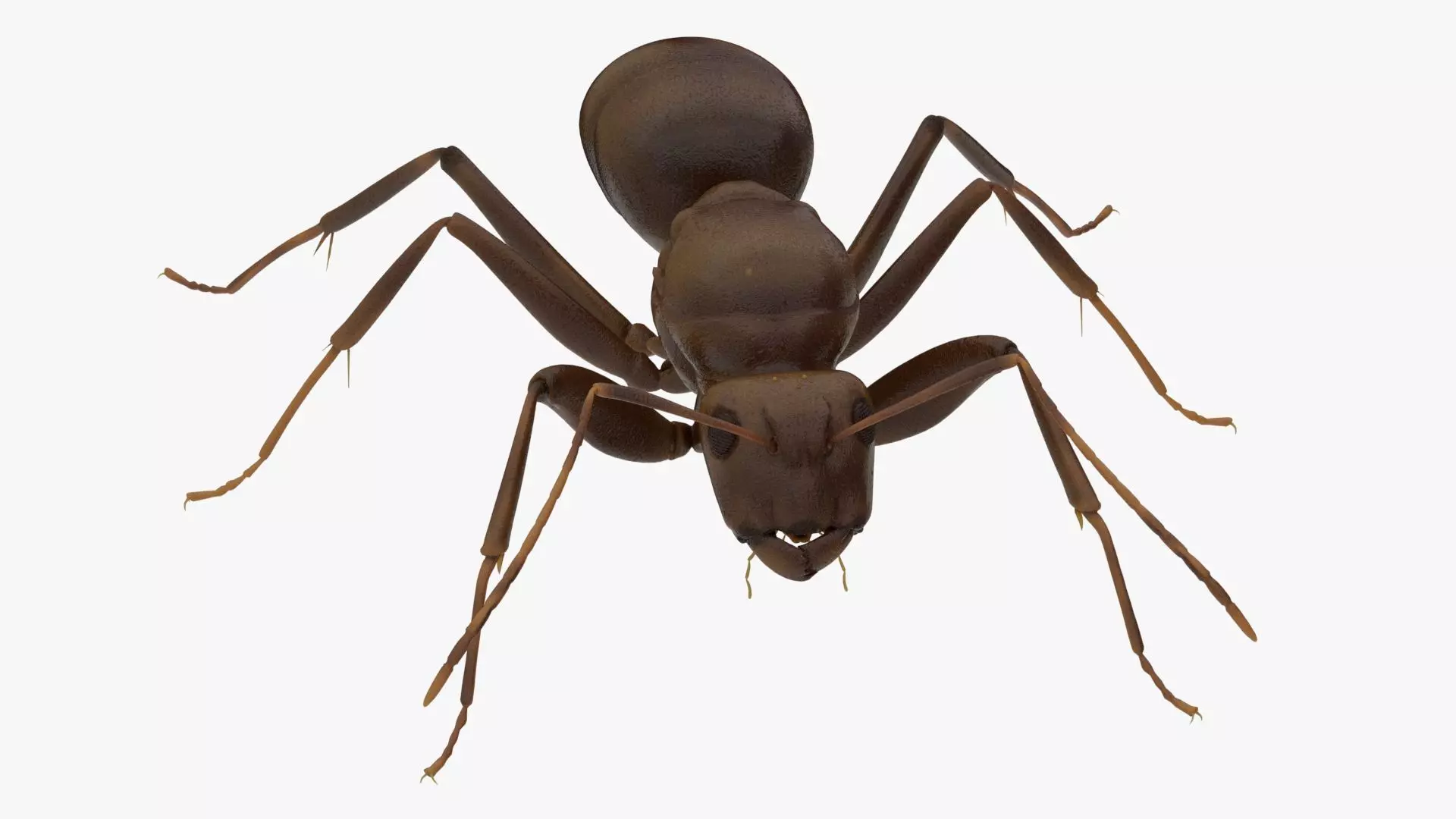 4K Ant Low-poly 3D model_0