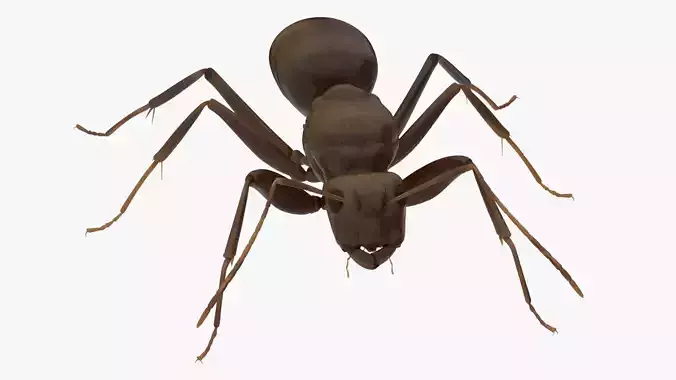 4K Ant