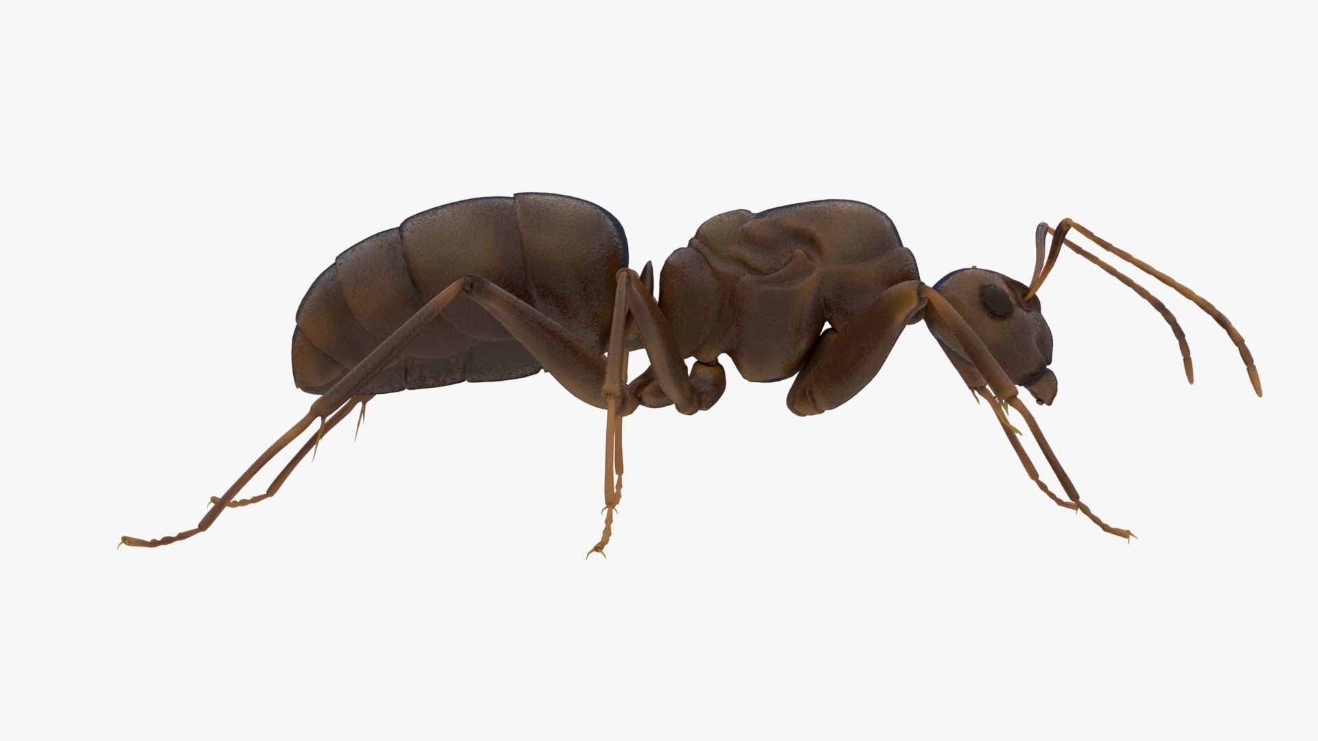 4K Ant Low-poly 3D model_6