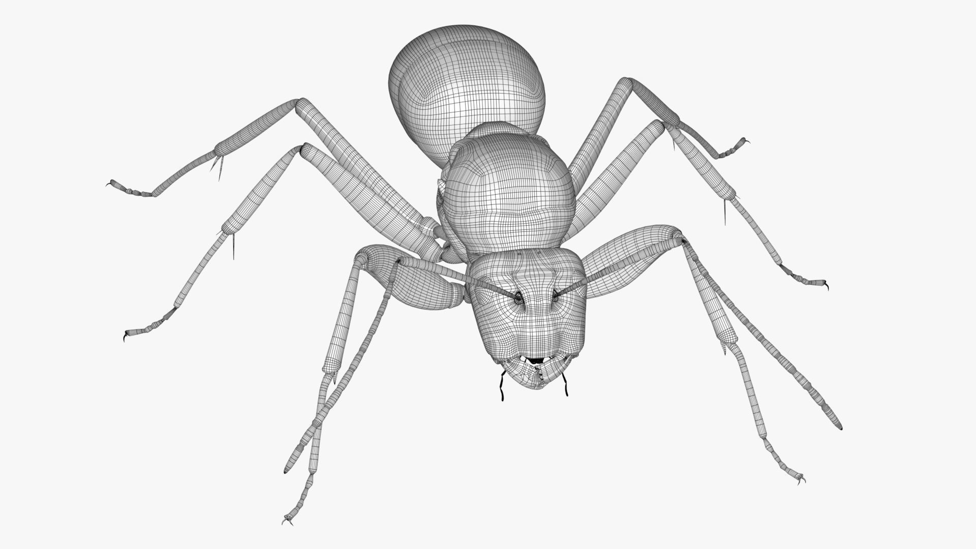 4K Ant Low-poly 3D model_12