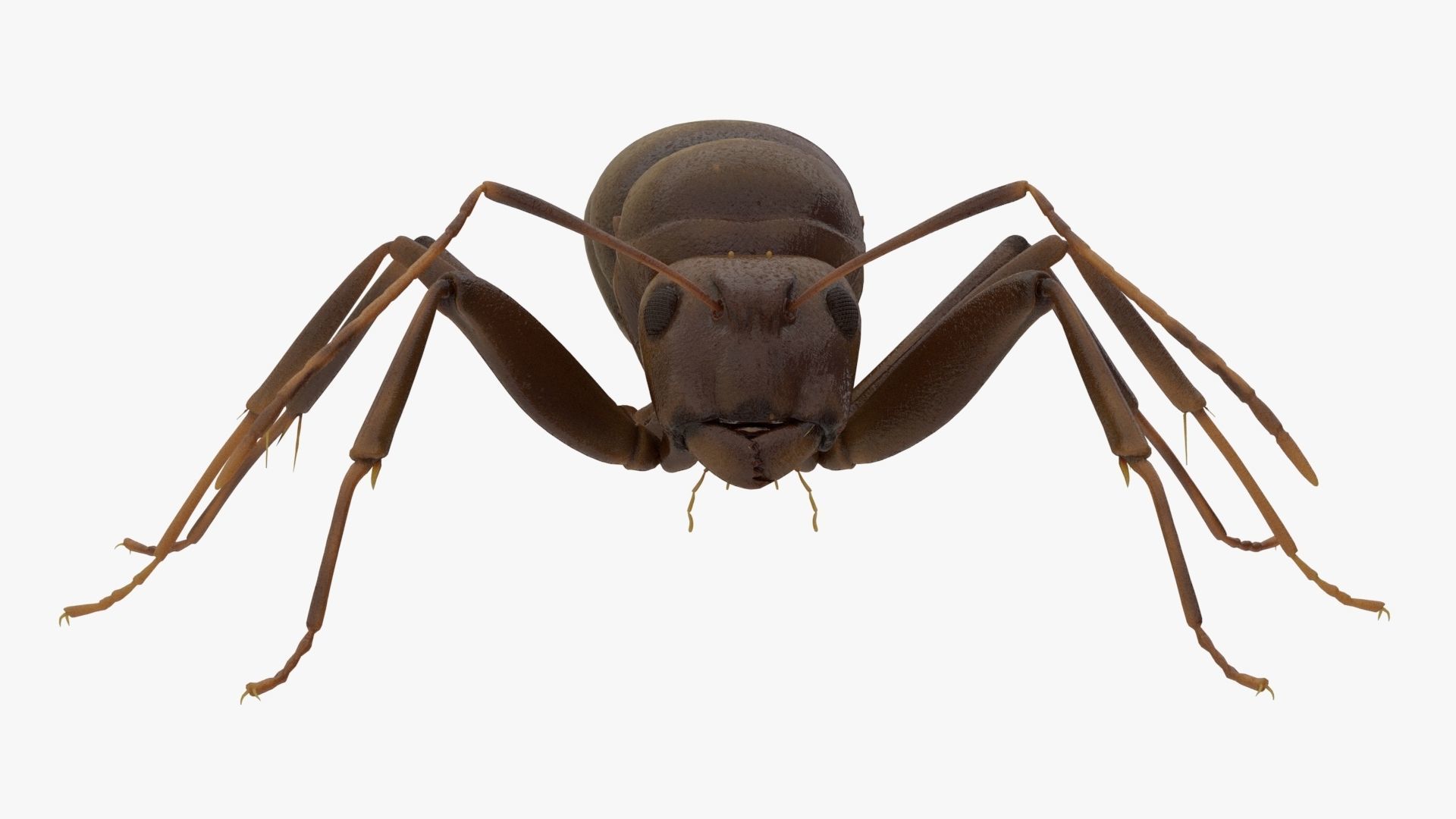 4K Ant Low-poly 3D model_1