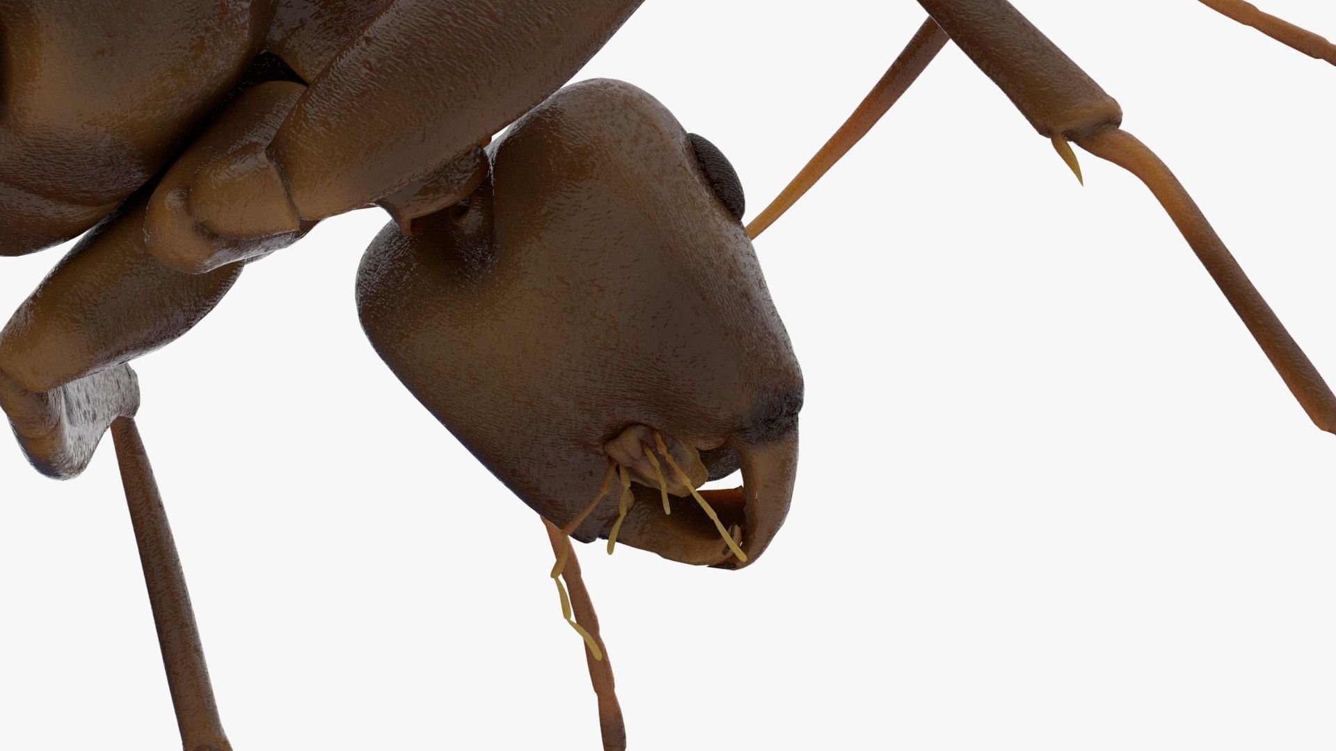 4K Ant Low-poly 3D model_9