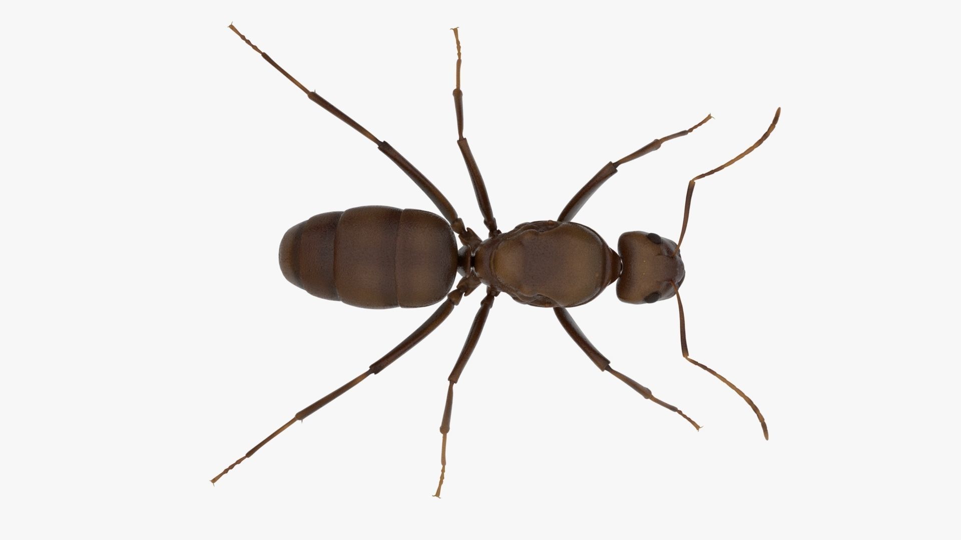 4K Ant Low-poly 3D model_7