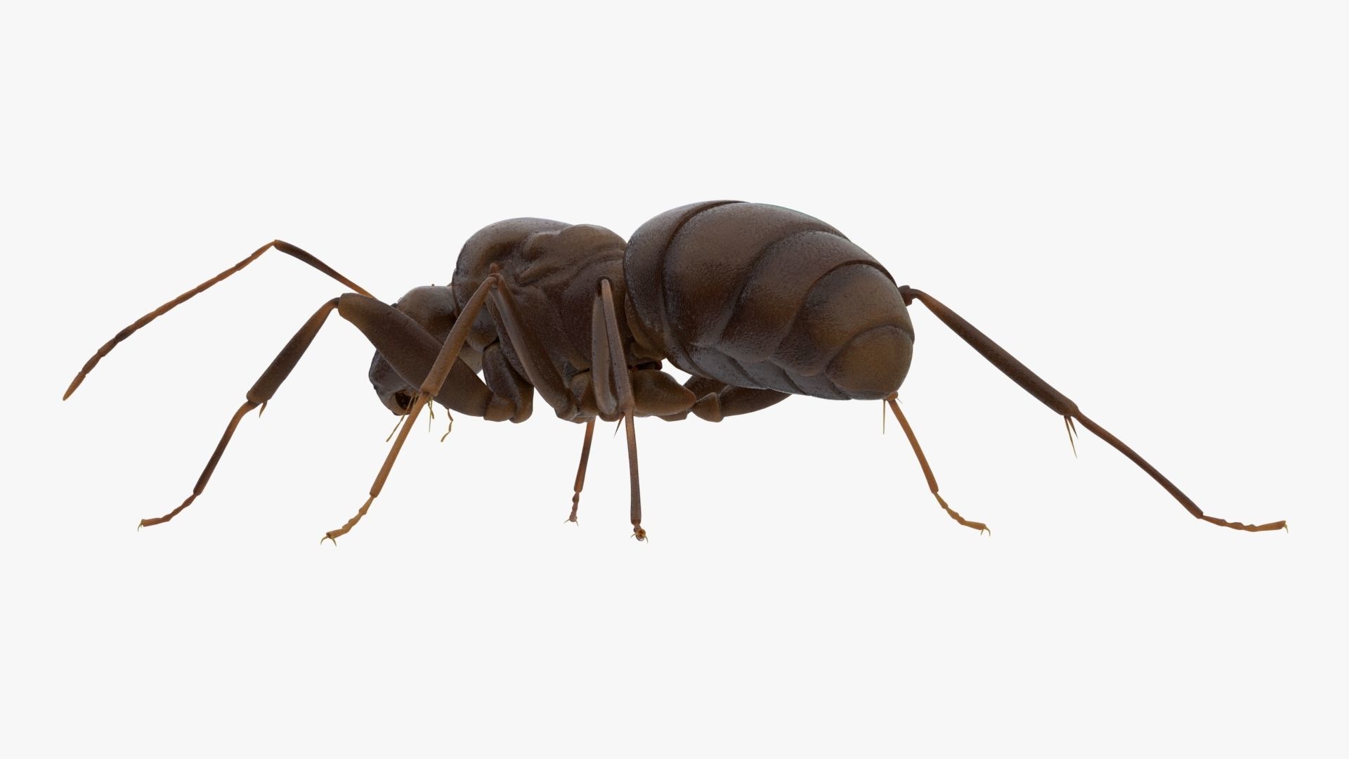 4K Ant Low-poly 3D model_4