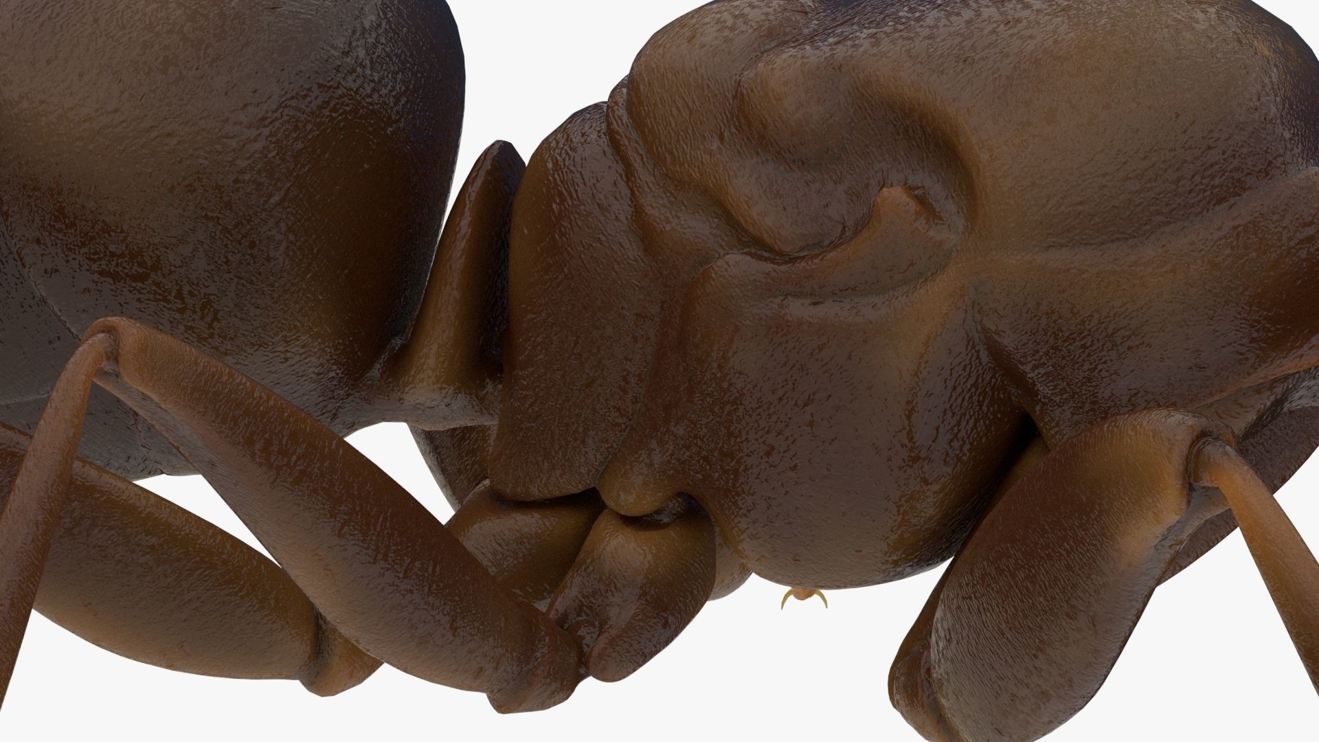 4K Ant Low-poly 3D model_10