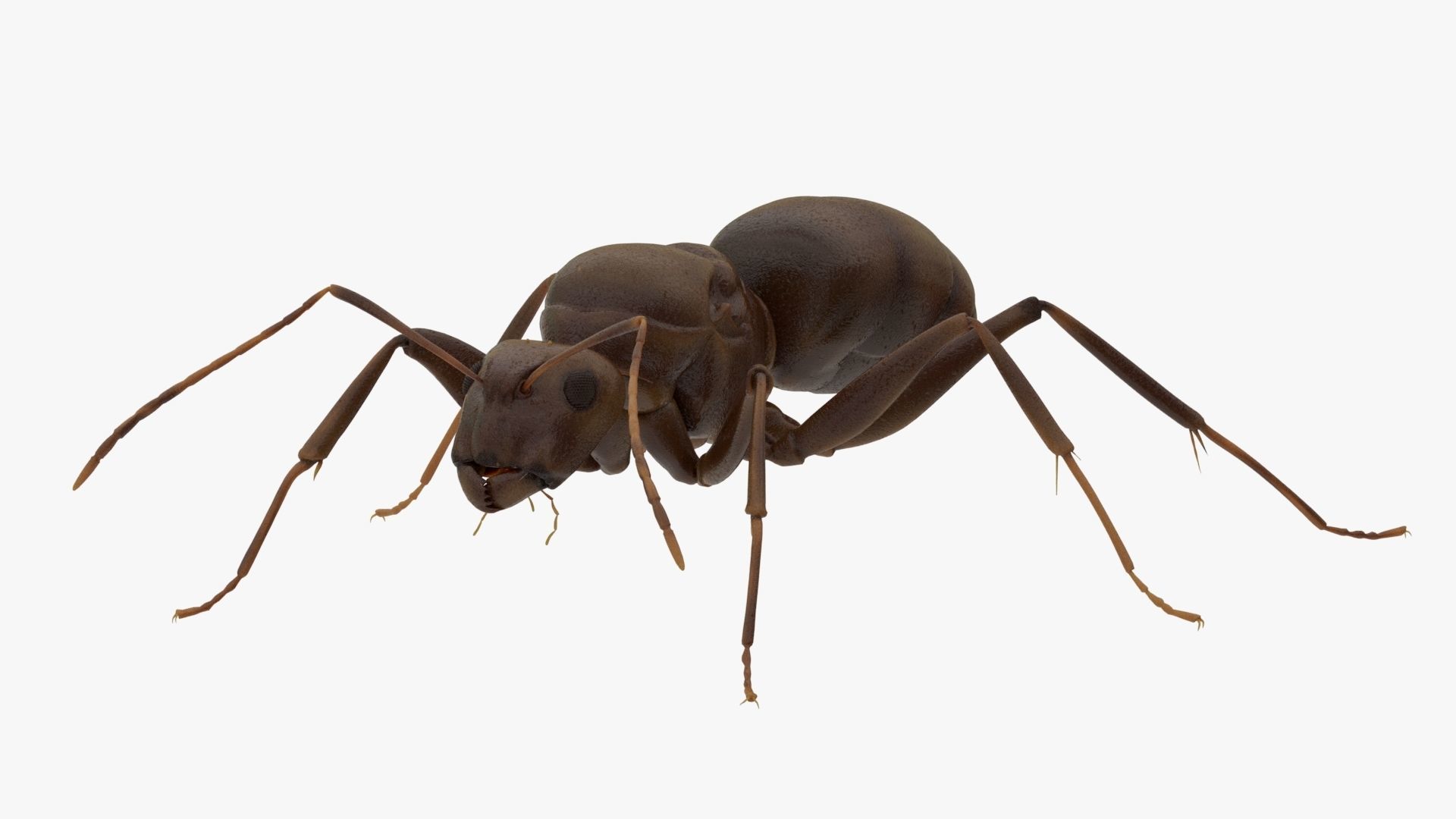 4K Ant Low-poly 3D model_2
