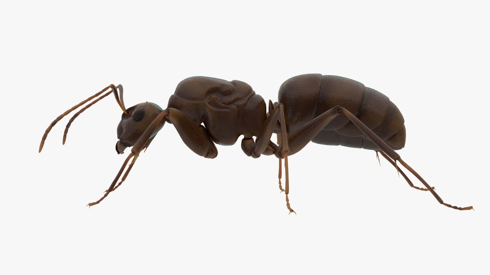 4K Ant Low-poly 3D model_3