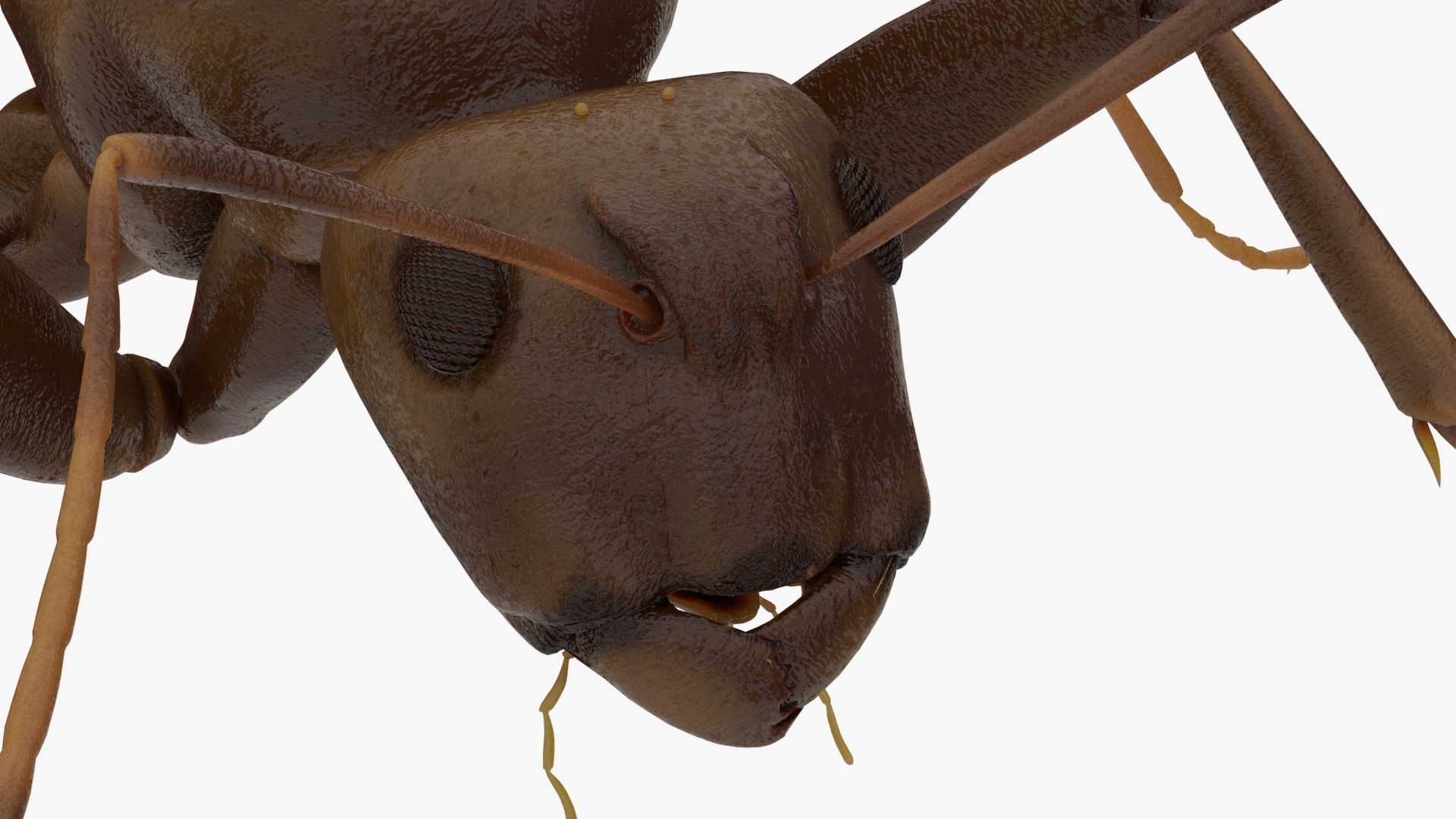 4K Ant Low-poly 3D model_8
