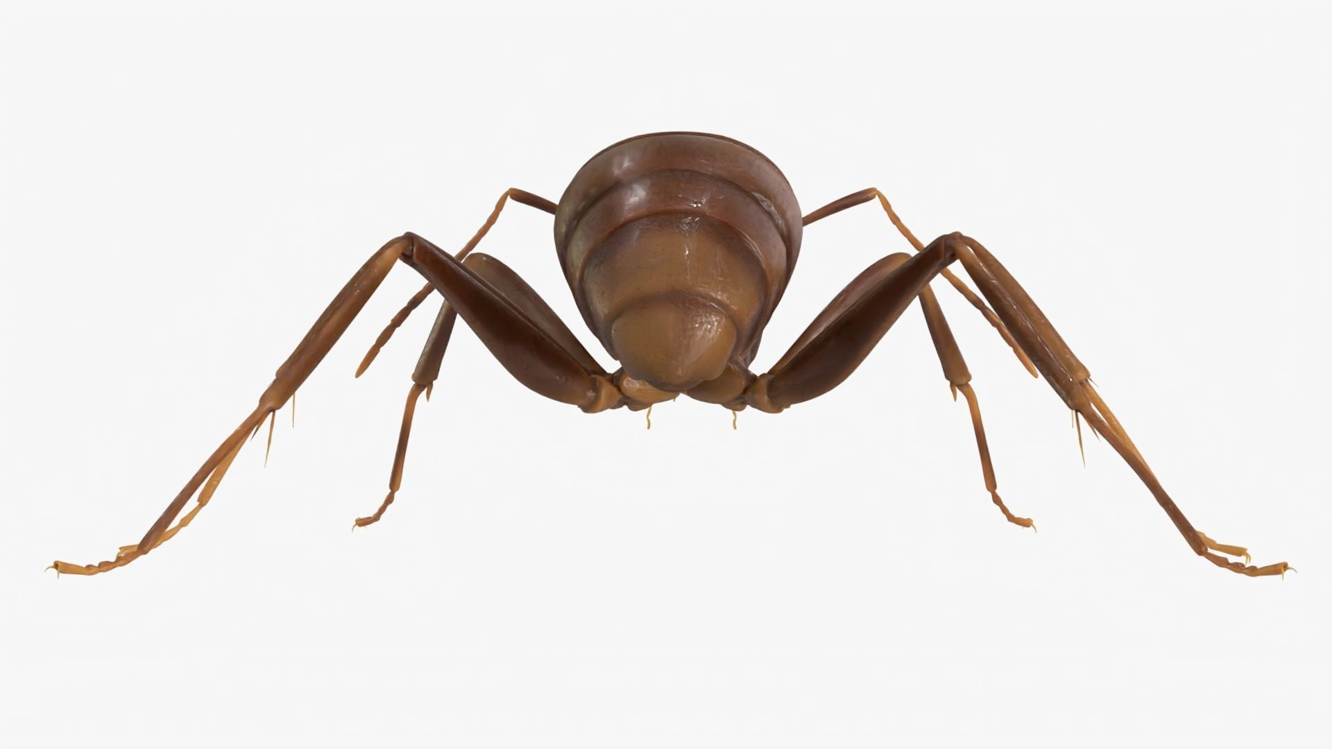 4K Lifelike Ant Low-poly 3D model_5
