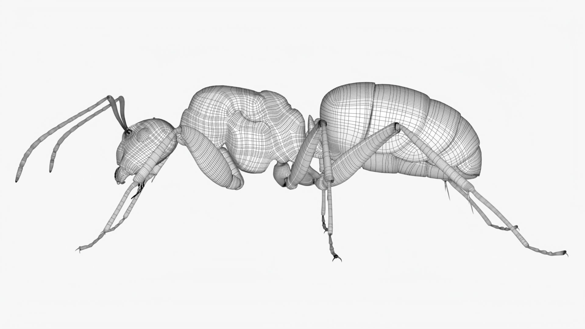 4K Lifelike Ant Low-poly 3D model_13