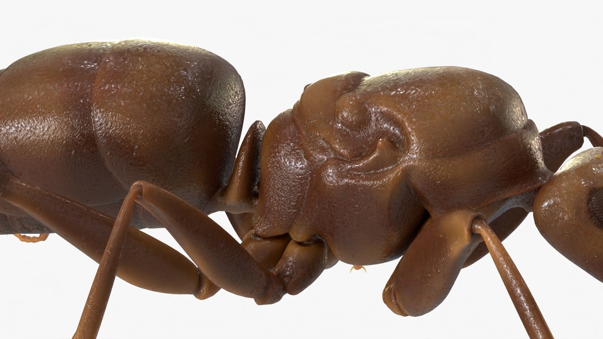 4K Lifelike Ant Low-poly 3D model_10