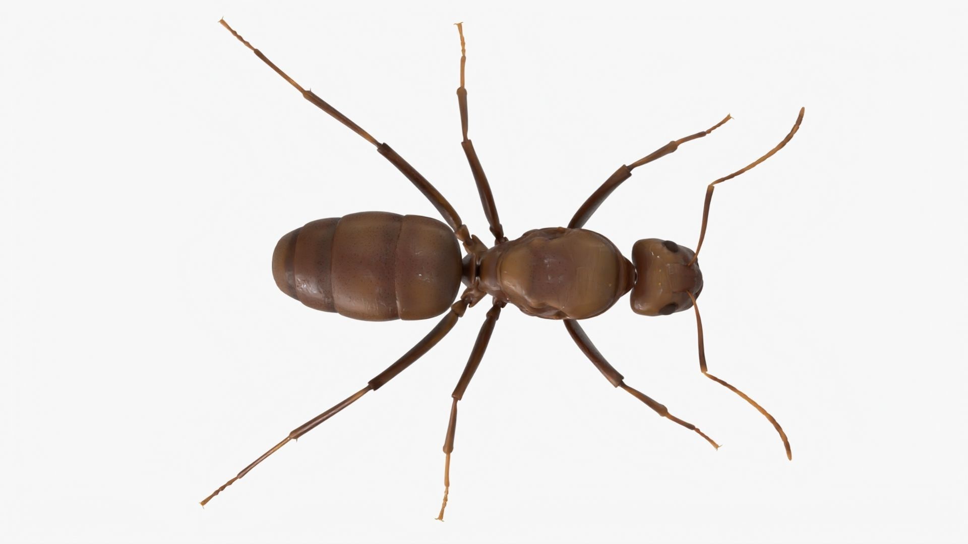 4K Lifelike Ant Low-poly 3D model_7