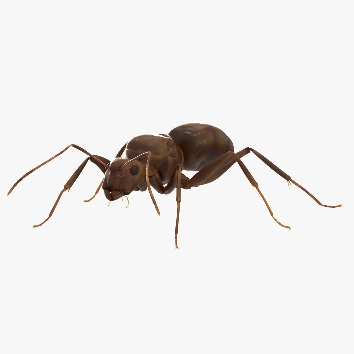 4K Lifelike Ant Low-poly 3D model_12