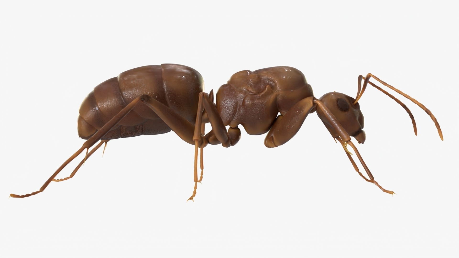 4K Lifelike Ant Low-poly 3D model_6