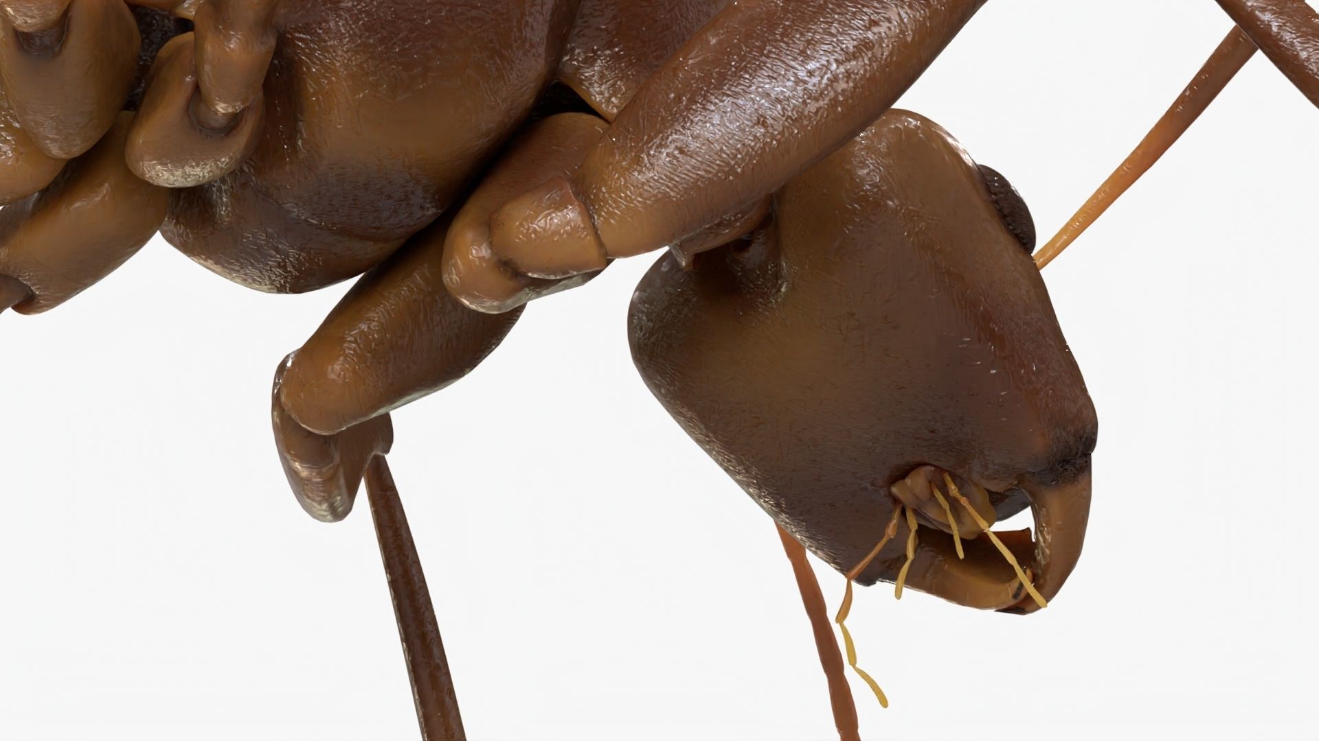 4K Lifelike Ant Low-poly 3D model_9