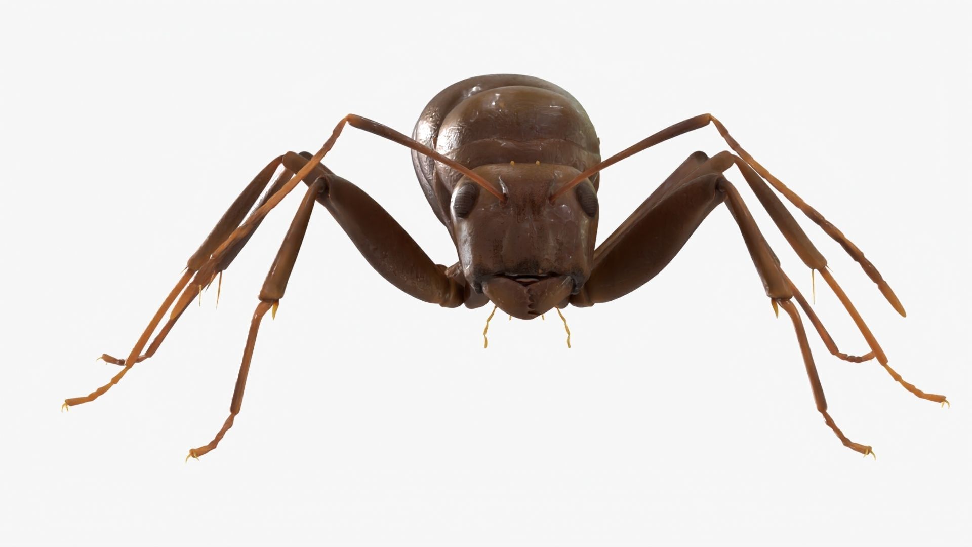 4K Lifelike Ant Low-poly 3D model_2