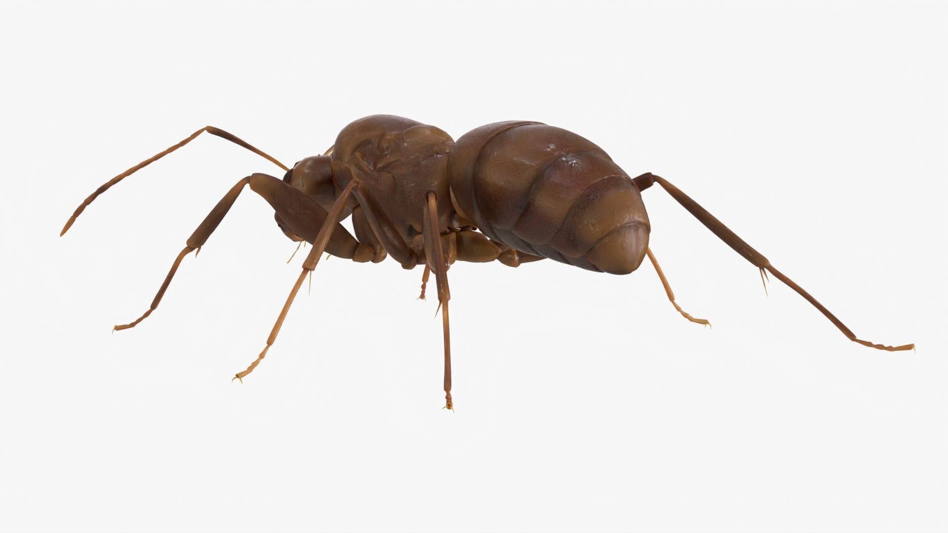 4K Lifelike Ant Low-poly 3D model_4