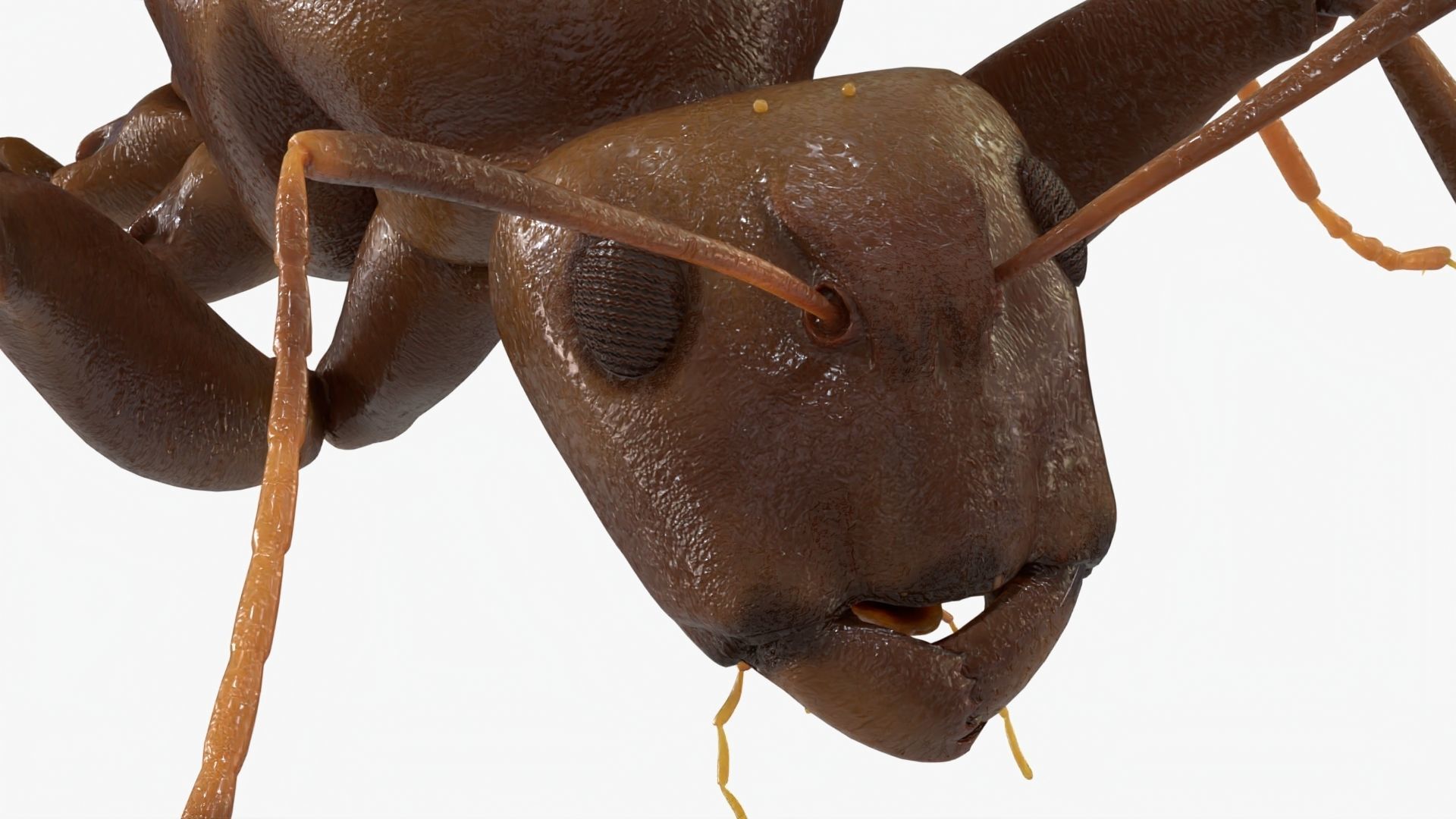 4K Lifelike Ant Low-poly 3D model_8