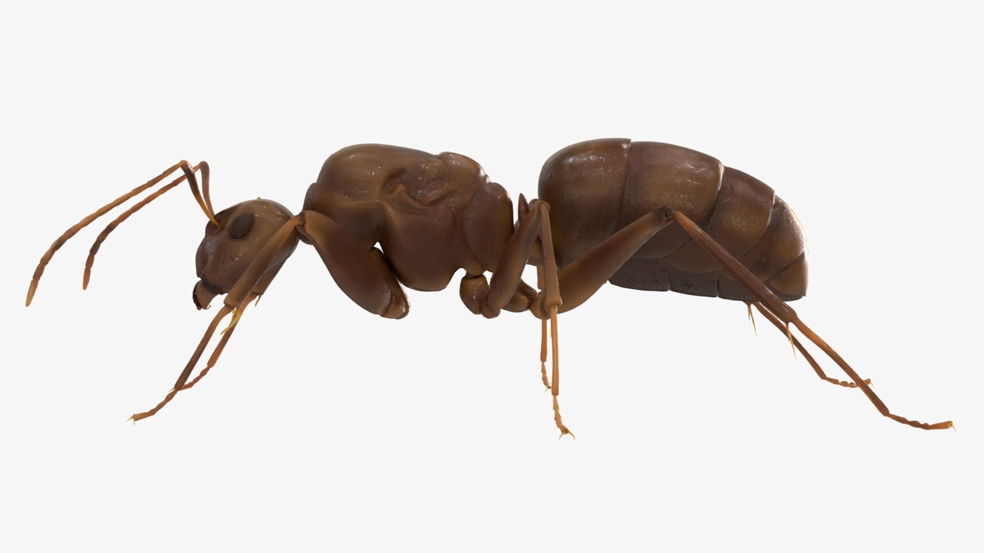 4K Lifelike Ant Low-poly 3D model_3