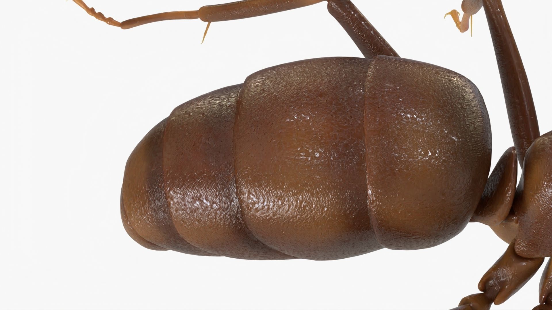 4K Lifelike Ant Low-poly 3D model_11