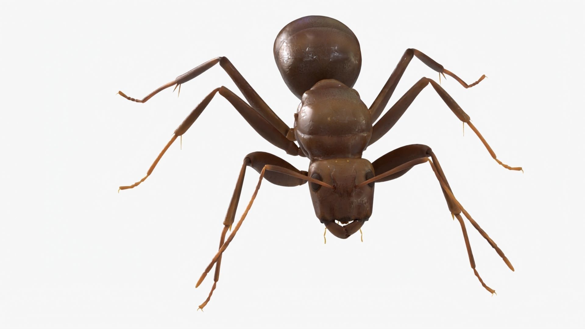 4K Lifelike Ant Low-poly 3D model_1