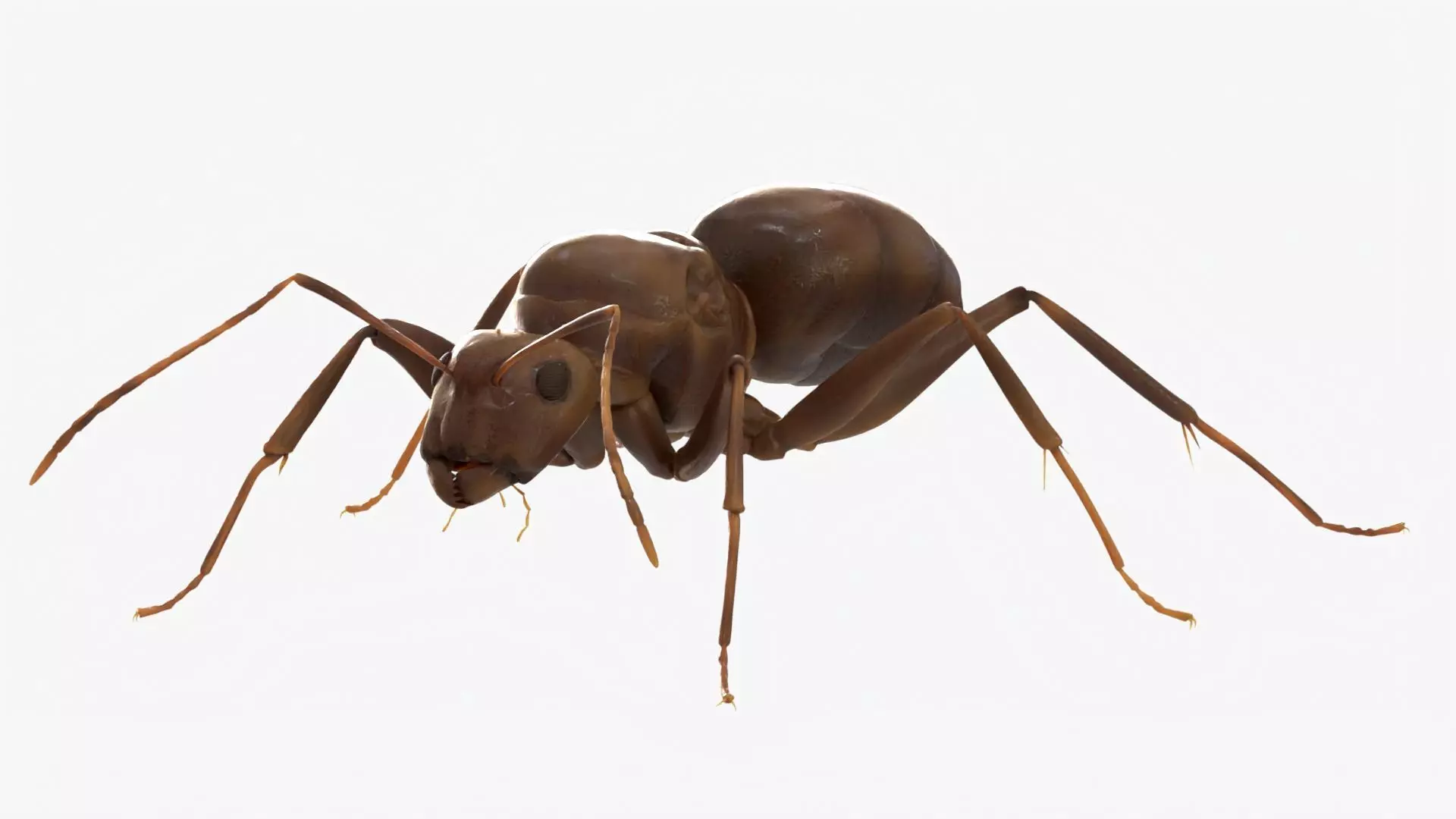 4K Lifelike Ant Low-poly 3D model_0