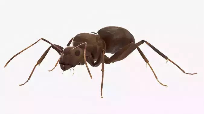 4K Lifelike Ant