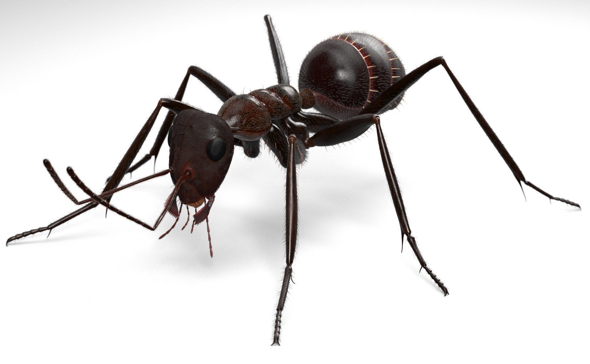 Worker Ant 3D model_2